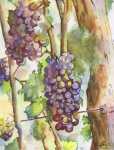 Grapes