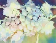 Grapes