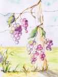 Grapes